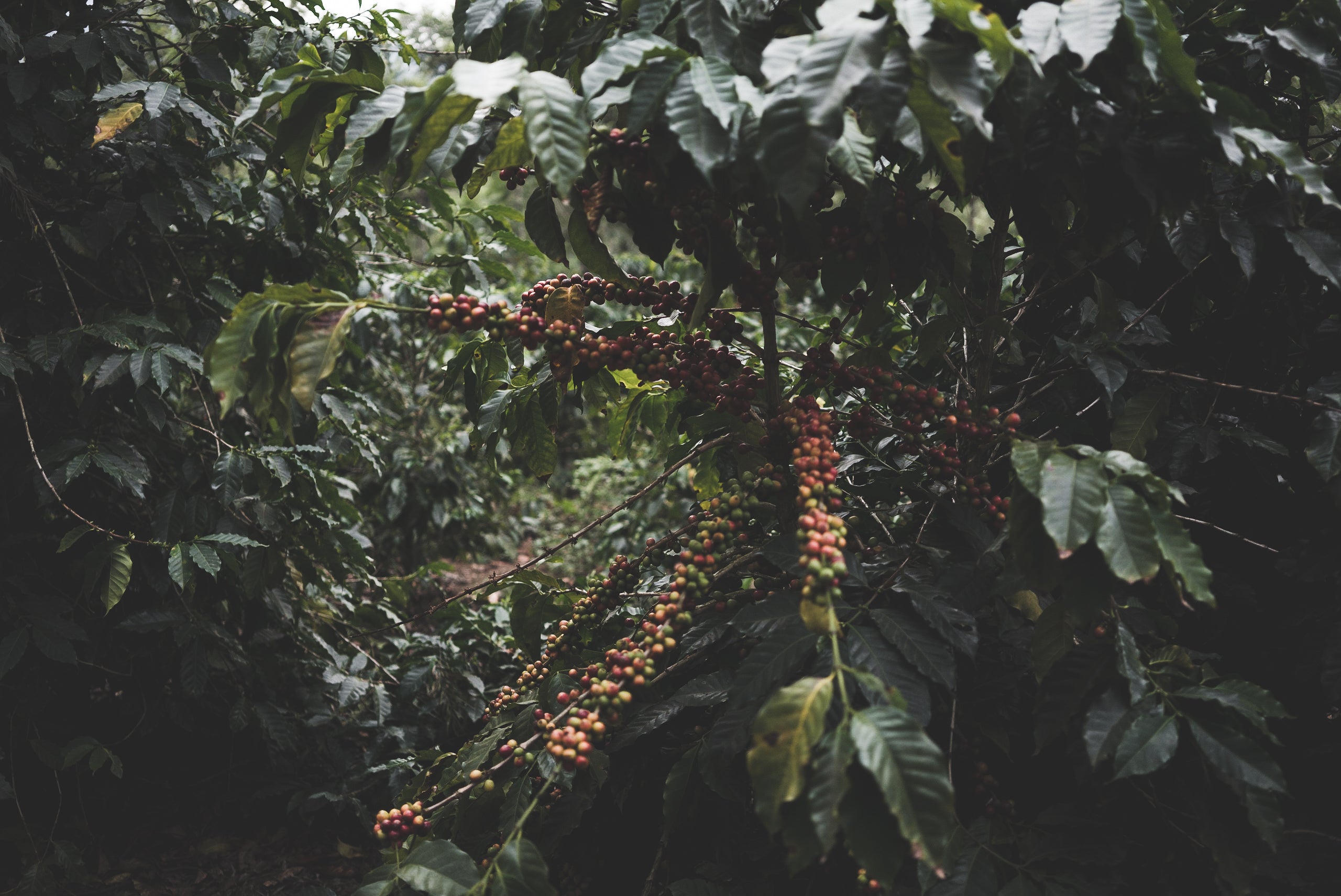 Ripe coffee cherries on the branch at one of the farms we buy from